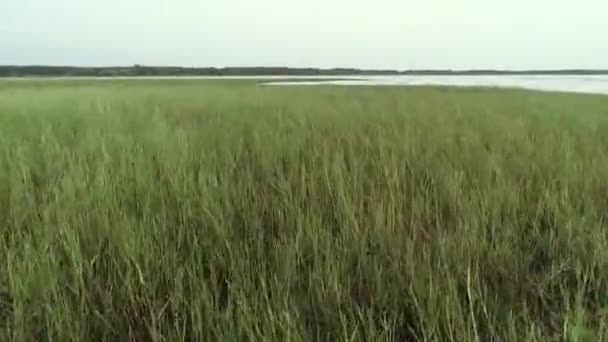 Uitzicht Lang Groen Gras Aan Rand Van Een Meer — Stockvideo