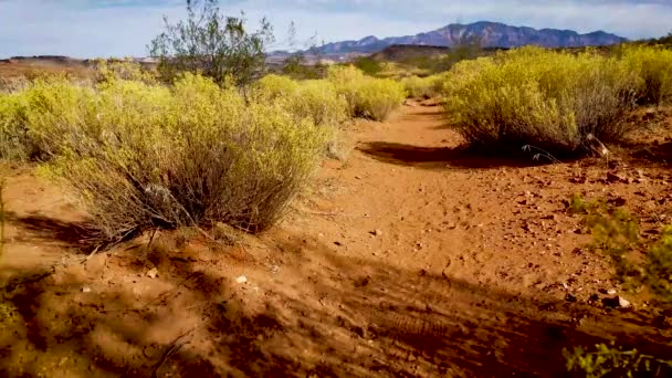 Woestijnhonden Utah — Stockvideo