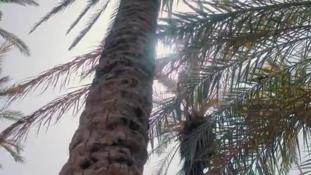 Palma Con Sole Che Splende Tra Foglie Clima Caldo — Video Stock