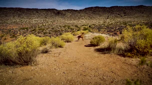 Chiens Désert Utah — Video