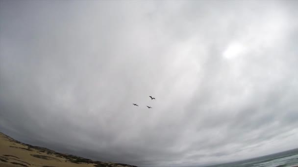 少し曇りの日にモントレー海岸の砂丘に沿ってドラフトに乗るペリカンのトリオ — ストック動画