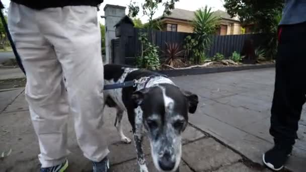 Paseando Con Perro — Vídeo de stock