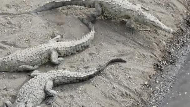 Κροκόδειλοι Στην Ακτή Περπατώντας Στο Ποτάμι — Αρχείο Βίντεο