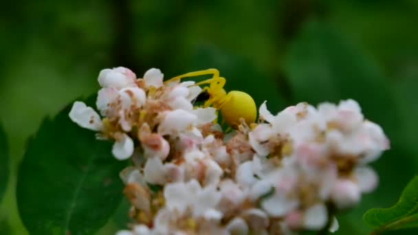黄蜘蛛在花朵上吃苍蝇 — 图库视频影像