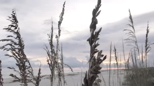 Вітряна Трава Дме Вітром Перед Заходом Сонця Пляжі — стокове відео
