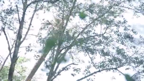 Δέντρο Που Ανυψώνεται Στον Αέρα Κάτω Από Εργοτάξιο — Αρχείο Βίντεο