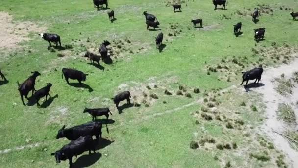 Vacas Corriendo Cámara Lenta Disparadas Con Mavic Pro — Vídeos de Stock