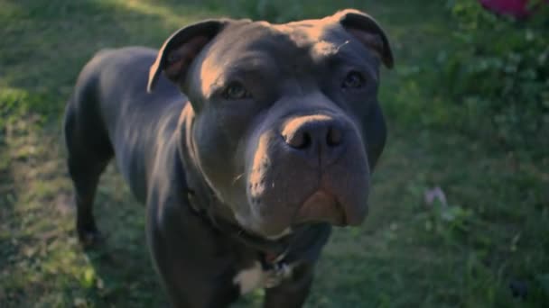 Pittbull Mutluydu Bana Geldi Lenslerimi Kokladı — Stok video