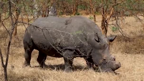 塞内加尔非洲的犀牛 — 图库视频影像