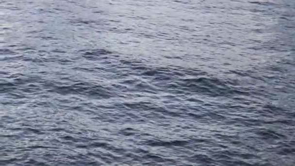 Zeitlupenaufnahme Eines Delfins Der Aus Dem Wasser Kommt — Stockvideo