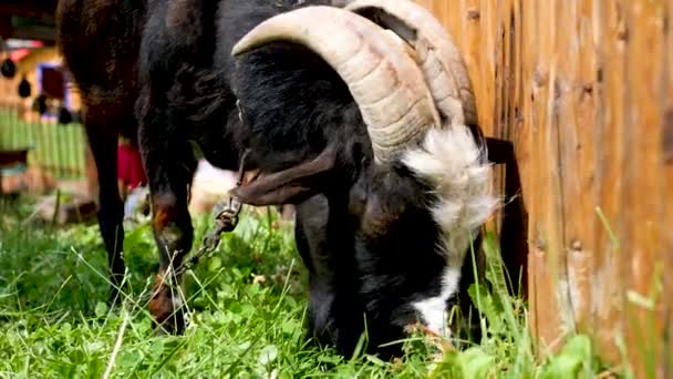 成年黑山羊吃草 — 图库视频影像