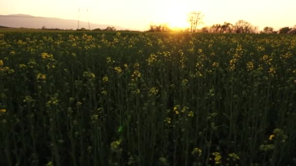 Calm Canola Field Sunset Shot Light Slow Motion — Stock Video