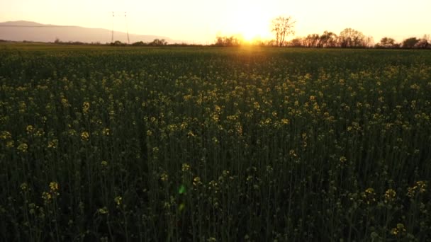 Calma Campo Colza Tramonto Girato Leggero Rallentatore — Video Stock