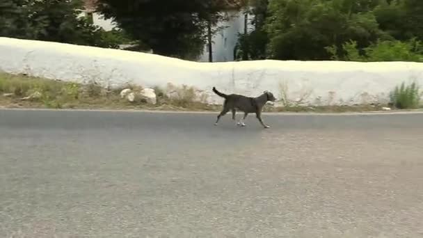 Zbloudilý Pes Kráčející Venkovské Cestě Slunné Andalusii Španělsko — Stock video