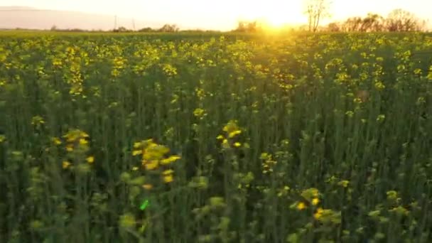 Спокойное Поле Канолы Цветет Летом — стоковое видео