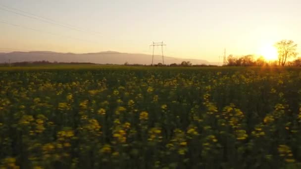 日没の穏やかな菜の花畑 光の遅い動きで撮影 — ストック動画