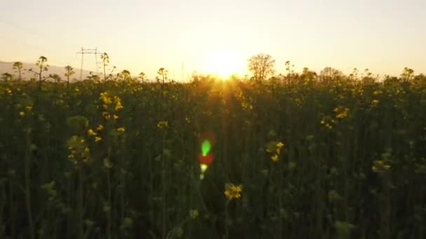 日没の菜の花畑を通って — ストック動画