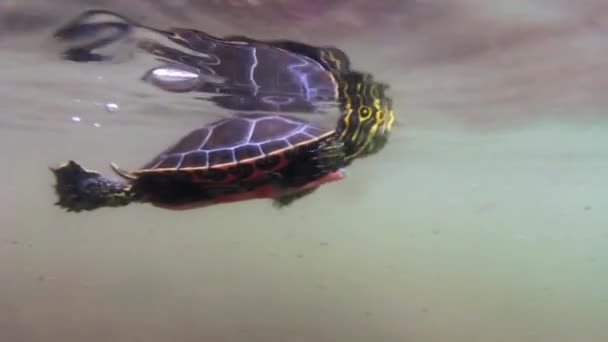 Tir Sous Marin Une Tortue Avant Jeune Garçon Attrape Sorte — Video