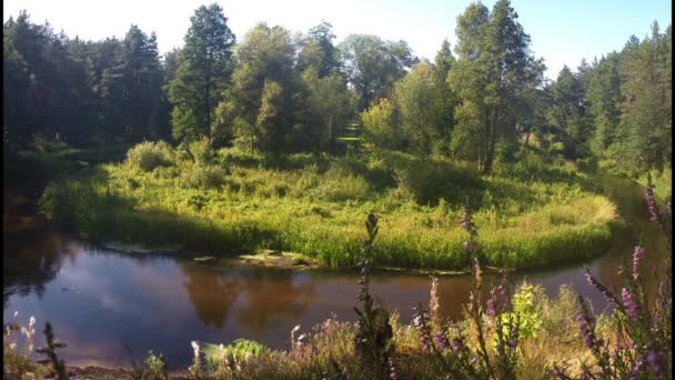 Río Convierte Bosque Verde — Vídeo de stock