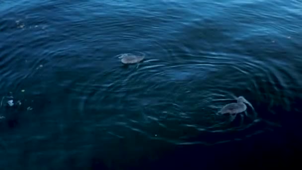 挪威奥斯陆的鸭子在海洋里吃养殖的肉 — 图库视频影像