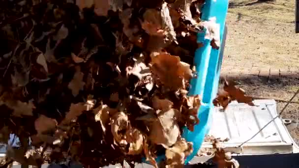 플라스틱 픽업트럭에 나뭇잎을 던지는 — 비디오
