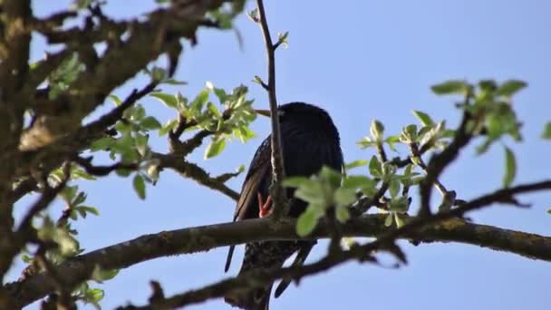 Uccello Stellato Albero Fiore — Video Stock