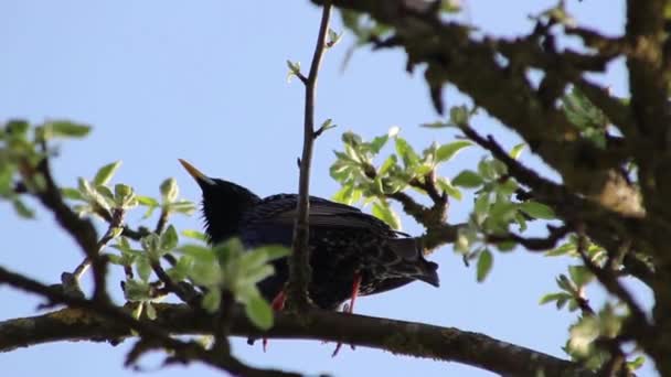 Starling Vogel Een Bloeiende Boom — Stockvideo