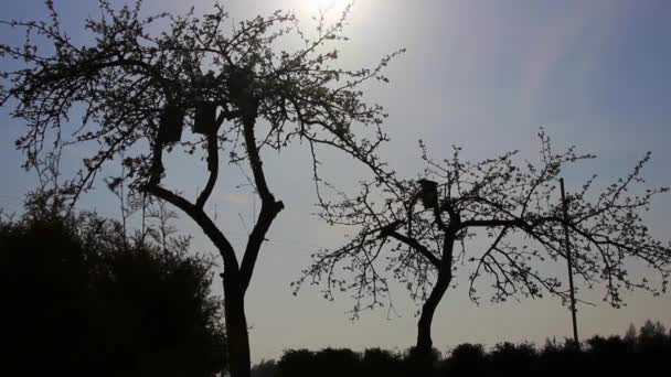 Apple Tree Silhouettes Close — Stock Video