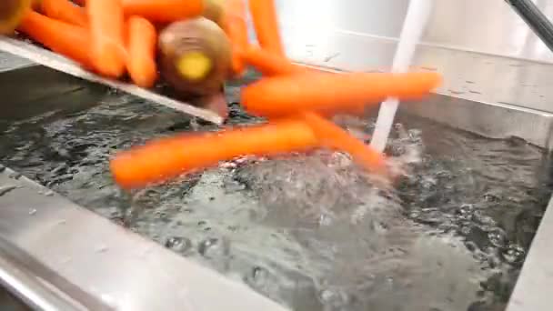 スローモーションで水のシンクに突入根菜 — ストック動画