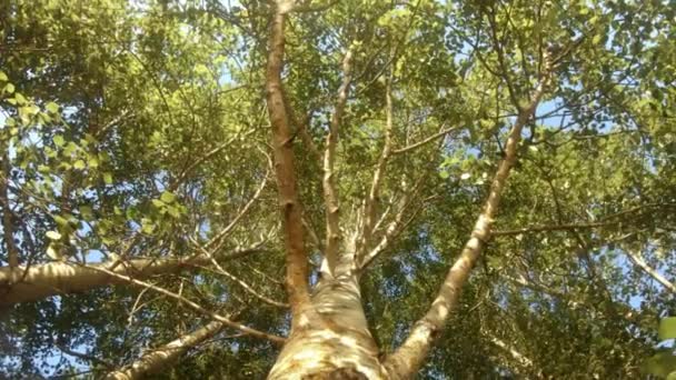 高高的杨树树梢在下面被射中 — 图库视频影像