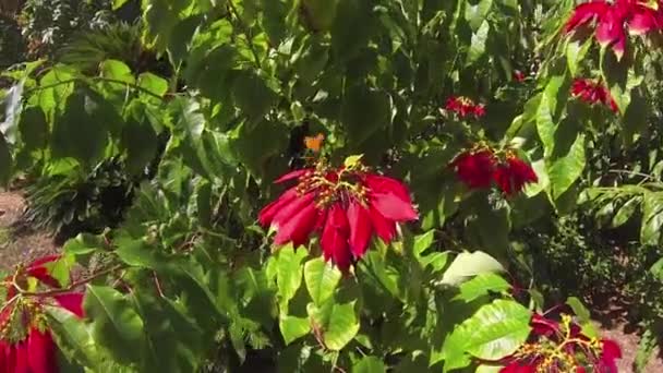 Poinsettia Bush Com Borboleta Laranja — Vídeo de Stock