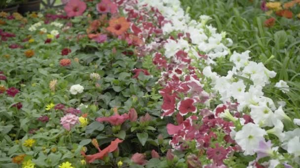 Blommor Och Växter Från Blomstermässan Lalbagh Botaniska Trädgård Bengaluru Bangalore — Stockvideo