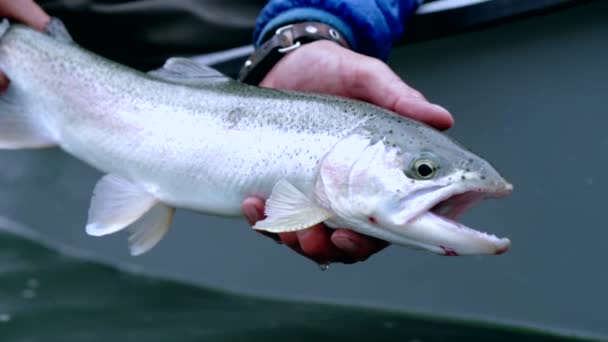 Releasing Rainbow Trout 120Fps — Stock Video