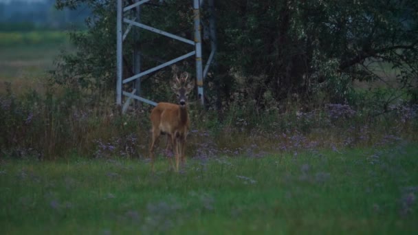 Rehbock Erkennt Gefahr Und Läuft Los — Stockvideo