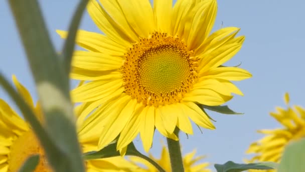 Gebied Van Prachtige Zonnebloemen — Stockvideo