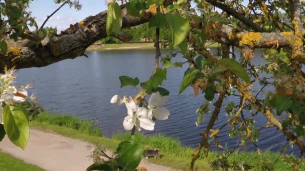 Vieux Pommier Fleuri Chien Sur Chemin Promenade — Video