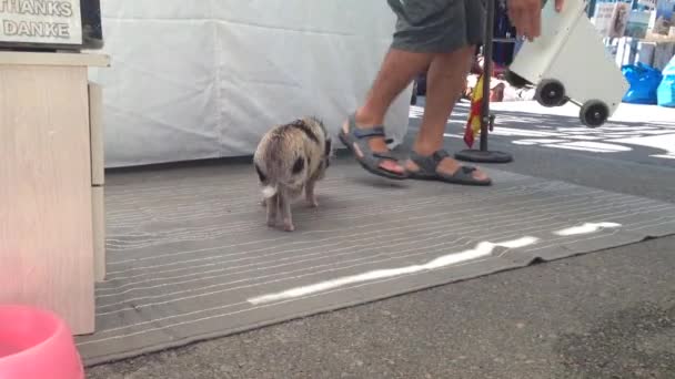 Piggy Empujando Carrito Pequeño — Vídeo de stock