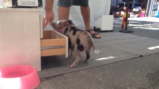 Mini Pig Puts Toy Drawer — Stock Video