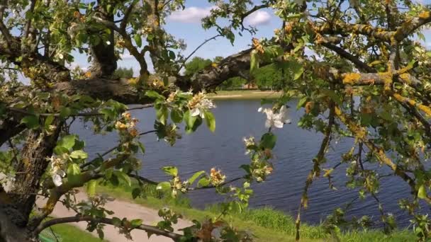 Bloeiende Oude Appelboom Wandelpad — Stockvideo