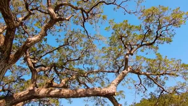下部から撮影された美しい枝とモンキーポッドや雨の木 — ストック動画