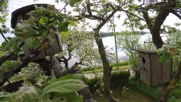 Duas Caixas Nidificação Macieira Florescente — Vídeo de Stock
