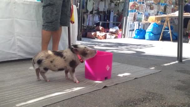 Cerdo Pone Botella Cesta Basura — Vídeo de stock