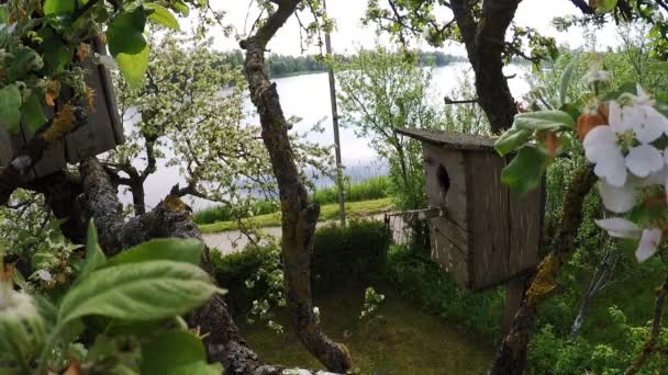Гнездовая Коробка Цветущей Яблоне — стоковое видео