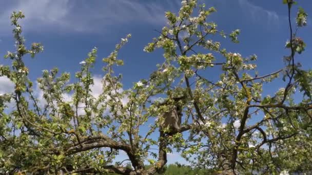 Caixa Nidificação Macieira Florescente Dia Primavera Ensolarado Desfasamento Temporal — Vídeo de Stock