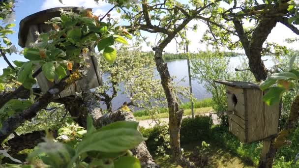 Dos Cajas Anidación Manzano Floreciente Soleado Día Primavera — Vídeo de stock