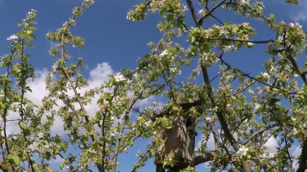 Caixa Nidificação Macieira Florescente Dia Ensolarado Primavera — Vídeo de Stock