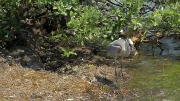 鱼头上的鹤在吃鱼之前先把它洗掉 — 图库视频影像