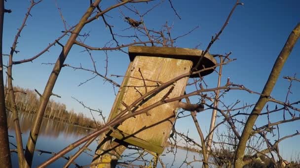 Starling Madár Egy Levelek Egy Fészekrakó Doboz Nélkül — Stock videók