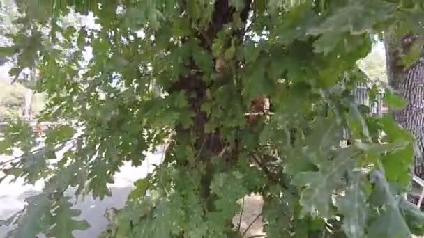 Рядом Листьями Деревьев Ветру — стоковое видео