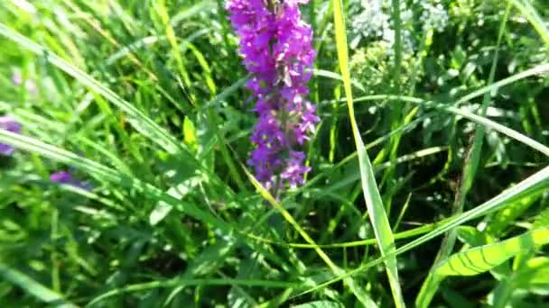 Primer Plano Una Abeja Miel Una Flor Silvestre Púrpura Movimiento — Vídeo de stock